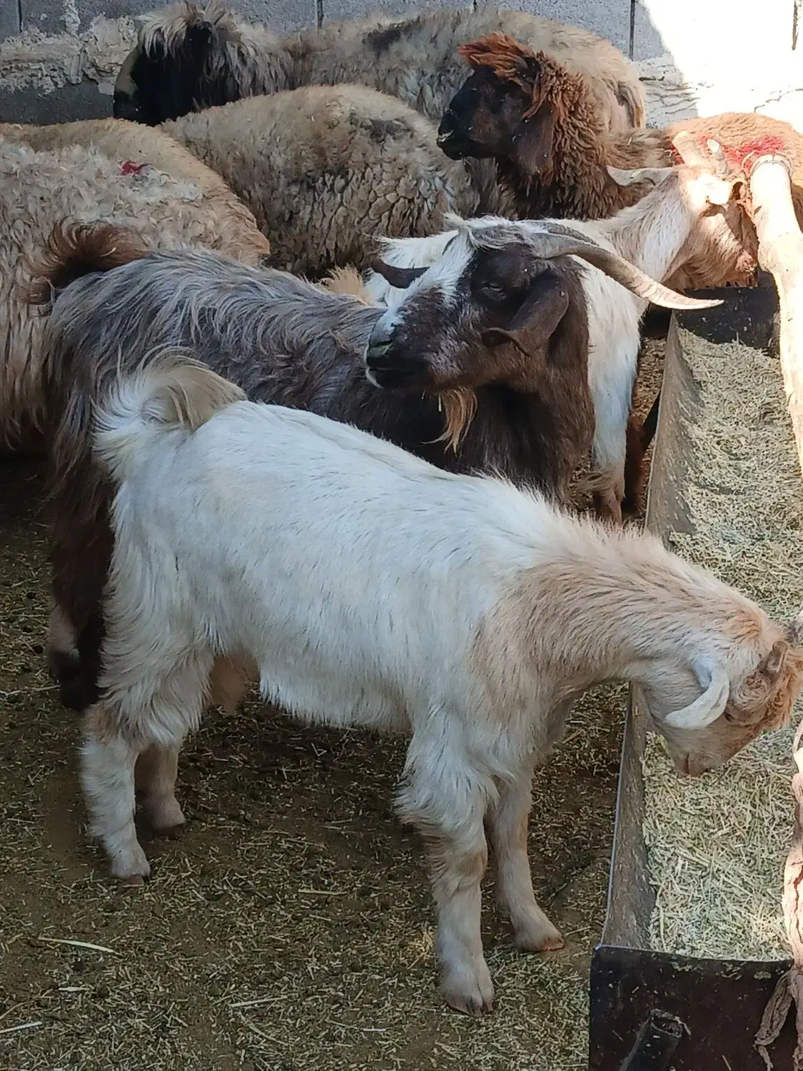 بز کهره دار داشتی|حیوانات مزرعه|مرودشت, مختارآباد|دیوار