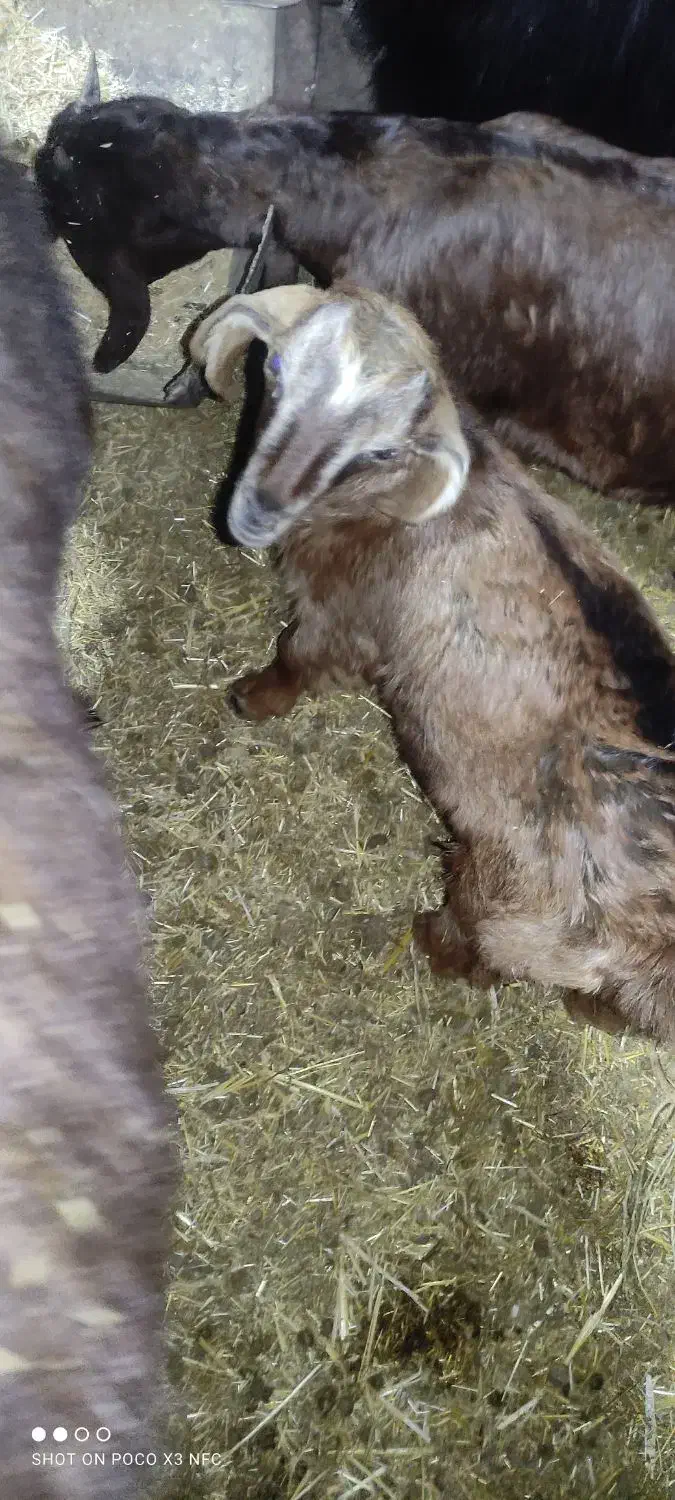 بزغاله نر یک ماه|حیوانات مزرعه|کرمان, |دیوار