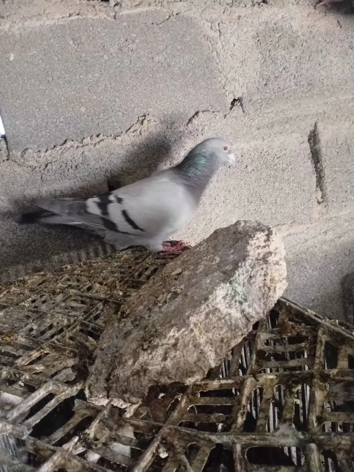 پلاکی|پرنده|کهنوج, |دیوار