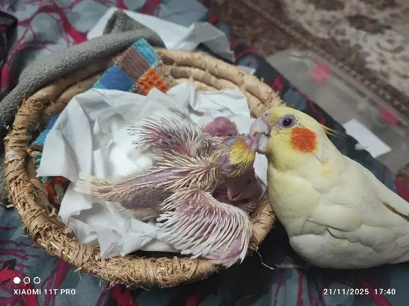 جوجه عروس لوتینو ۳عدد فوری|پرنده|مشهد, کوی المهدی|دیوار