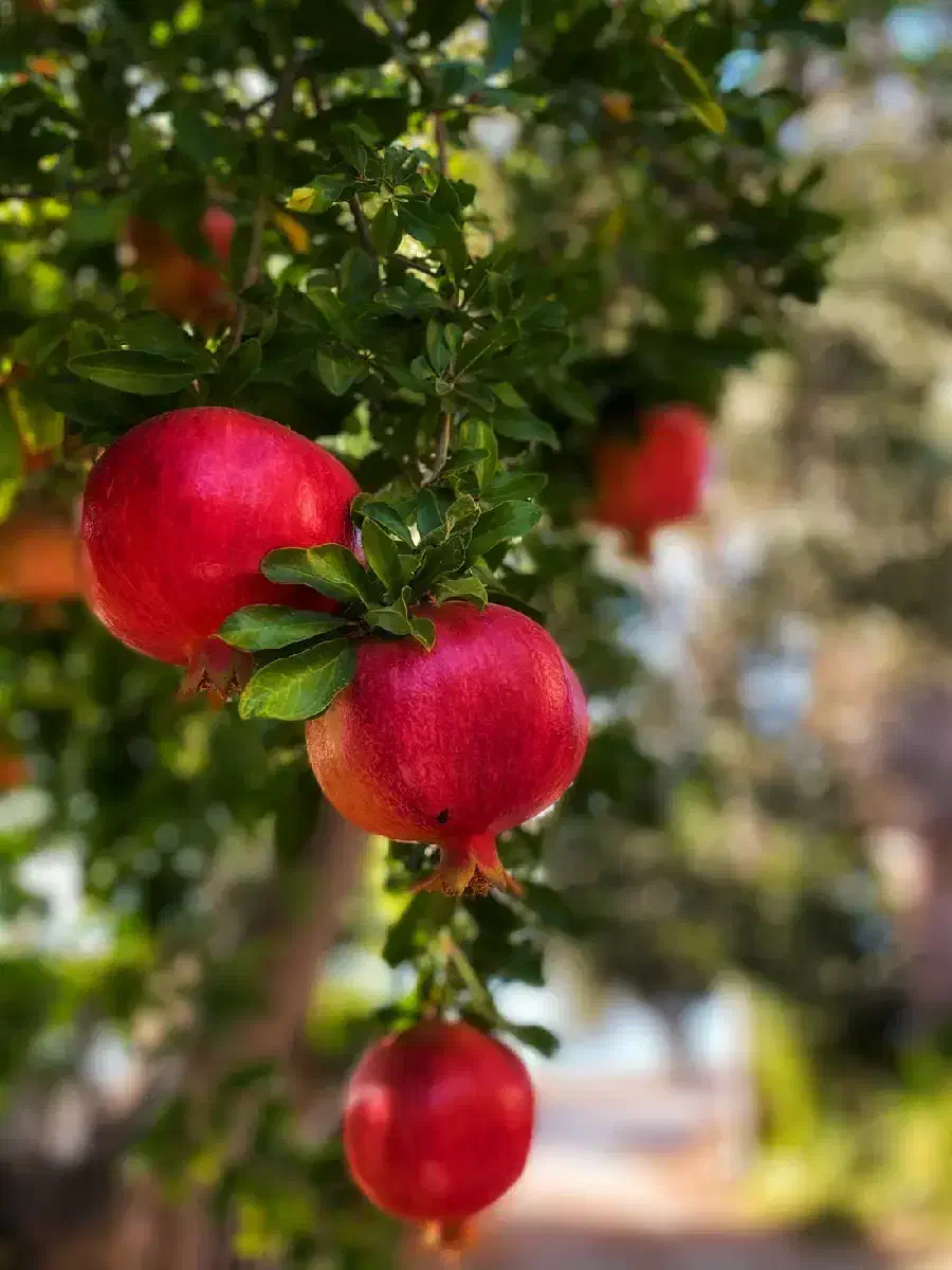 انار میوه بهشتی|خوردنی و آشامیدنی|اهواز, زیتون کارمندی|دیوار