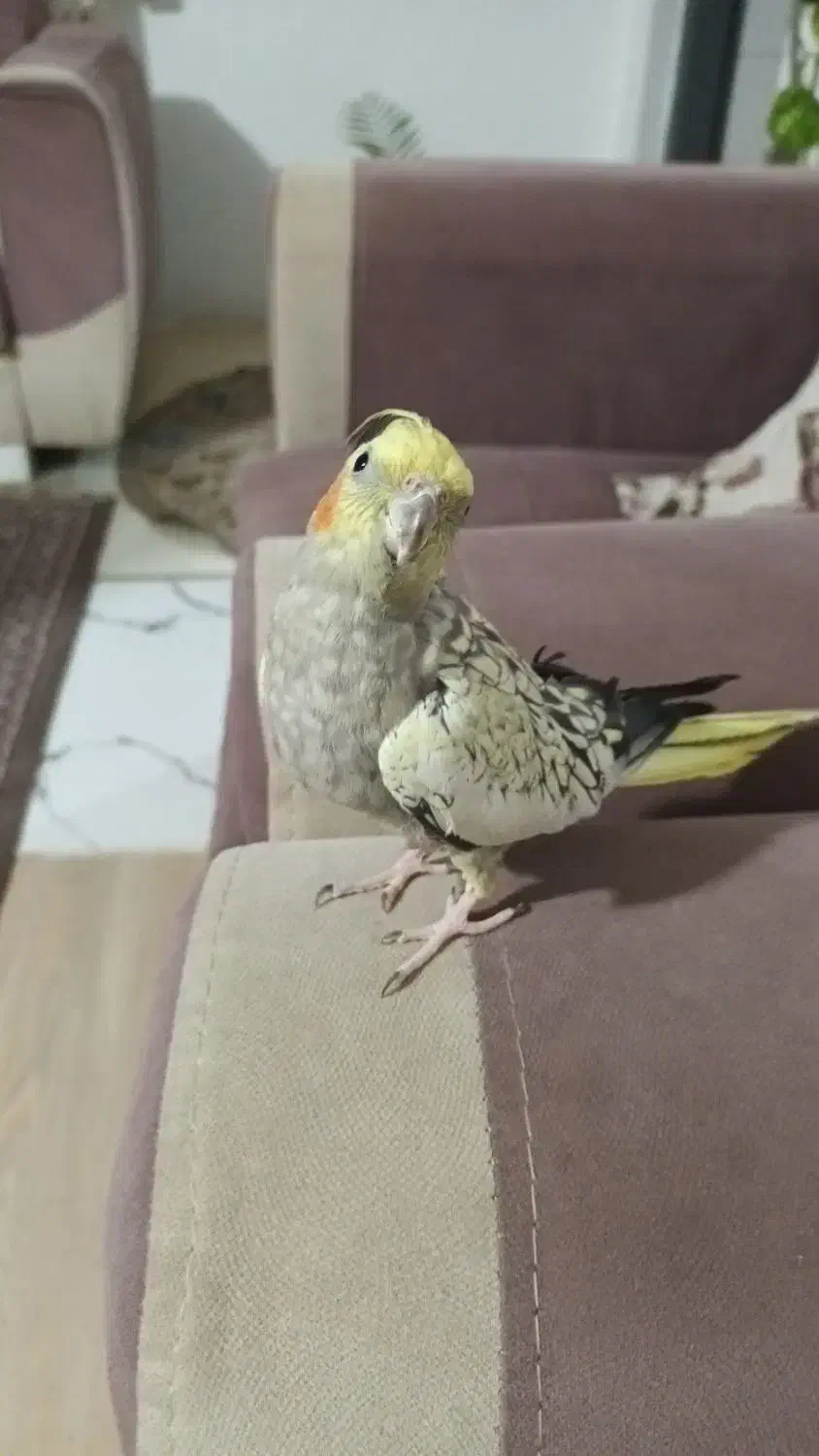 پرنده|پرنده|رشت, توشیبا|دیوار