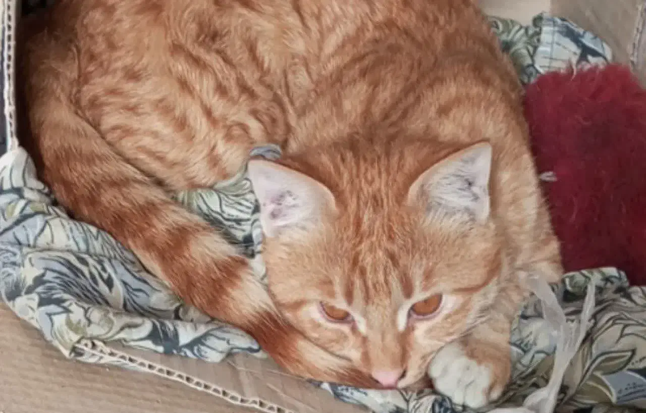 واگذاری گربه رایگان مهربون وبقلی|گربه|تهران, افسریه شمالی|دیوار