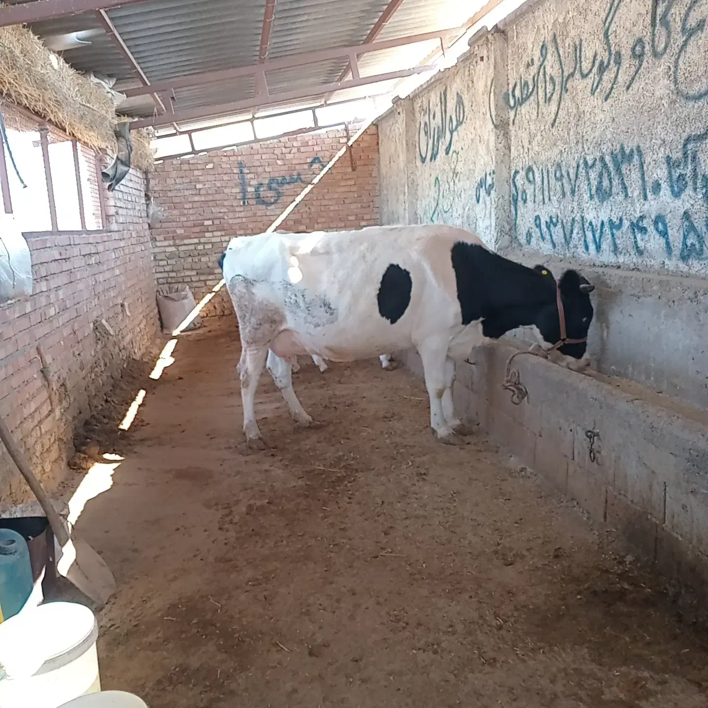 گاو آبستن جوان.تلیسه ی داشتی|حیوانات مزرعه|گنبد کاووس, |دیوار