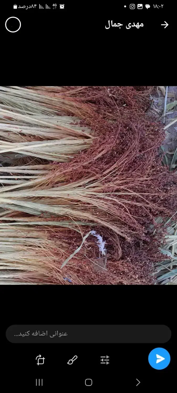 دان جارو|لوازم جانبی حیوانات|میانه, |دیوار