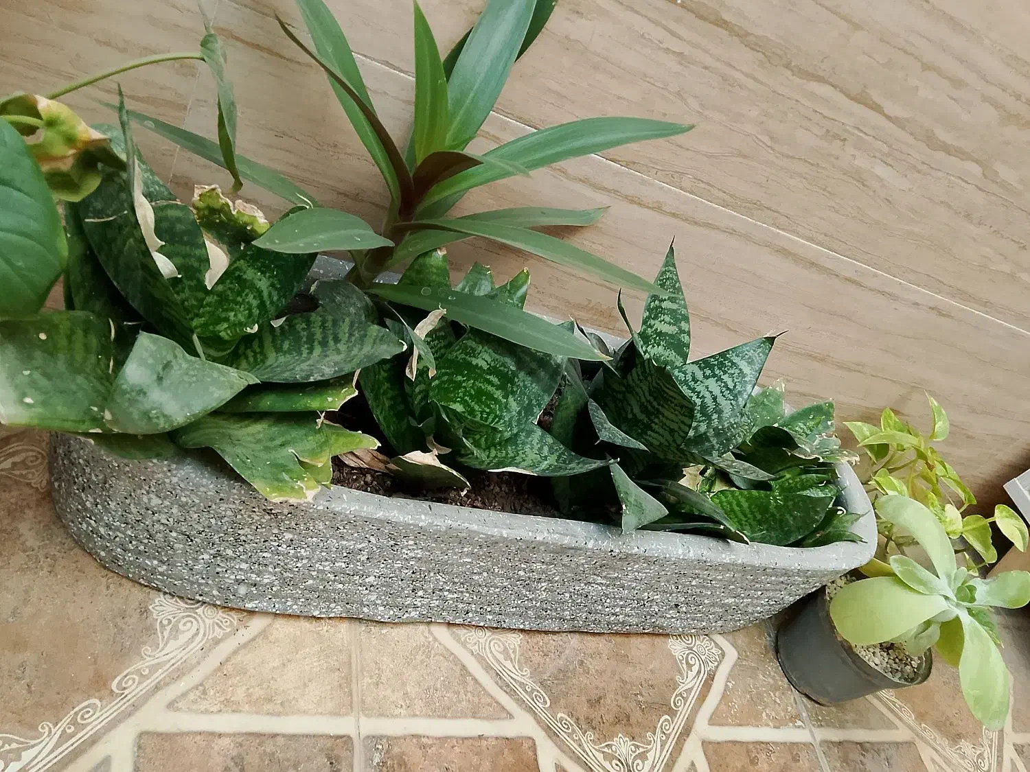 گل اپارتمانی|گل و گیاه طبیعی|نیشابور, شهید بهشتی|دیوار