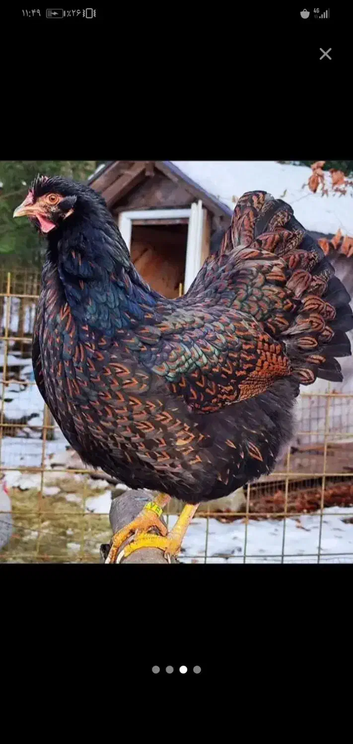 مرغ و خروس سیاه وسفید جهت قربانی|حیوانات مزرعه|مشهد, عامل|دیوار