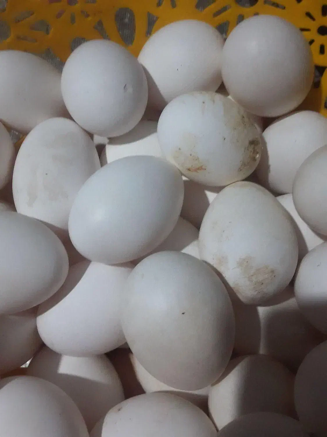 تخم مرغ خانگی|خوردنی و آشامیدنی|هشتگرد, خور|دیوار