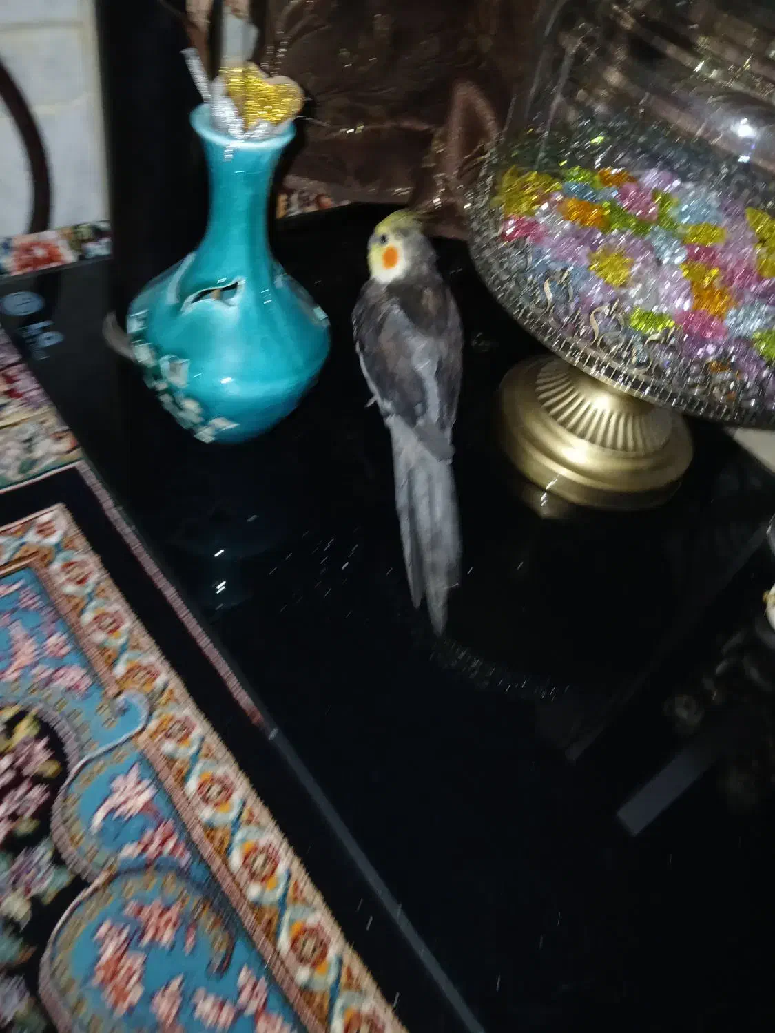 عروس هلندی پیدا شده|پرنده|شهرضا, |دیوار