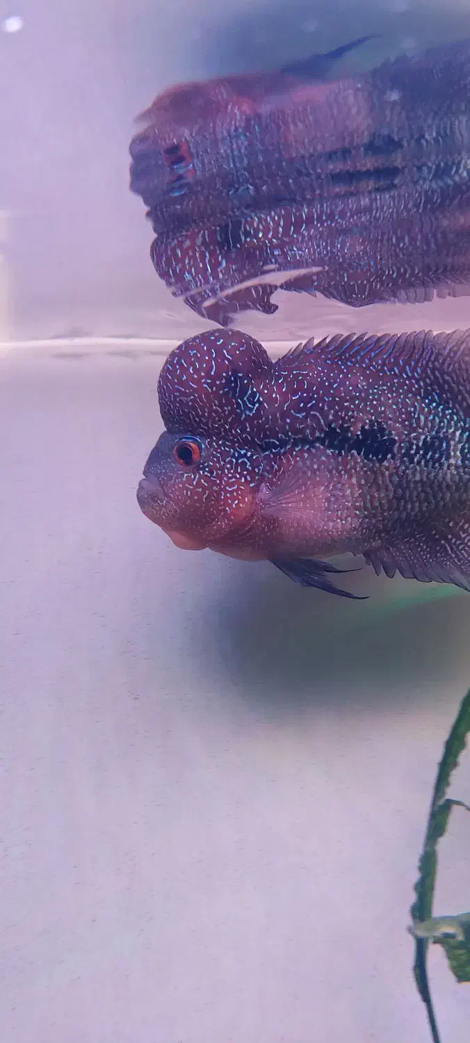 ماهی فلاور هورن|ماهی|قم, نیروگاه|دیوار