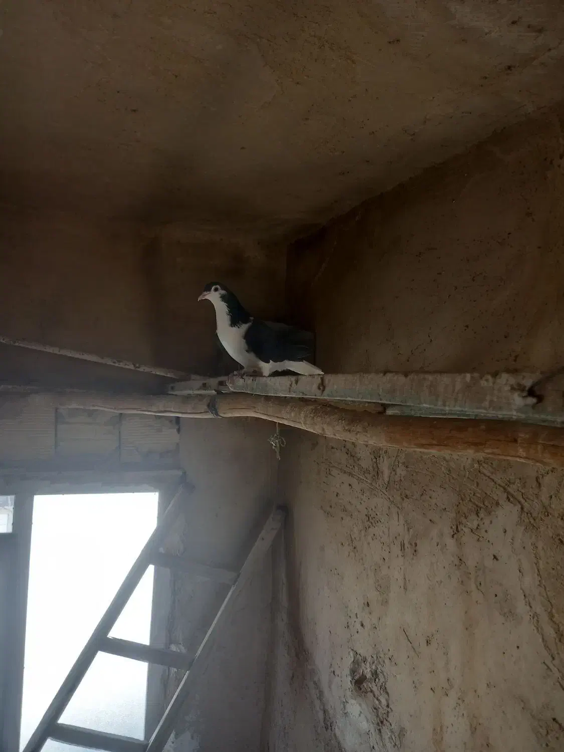 کبوتردمگیر|پرنده|داران, |دیوار