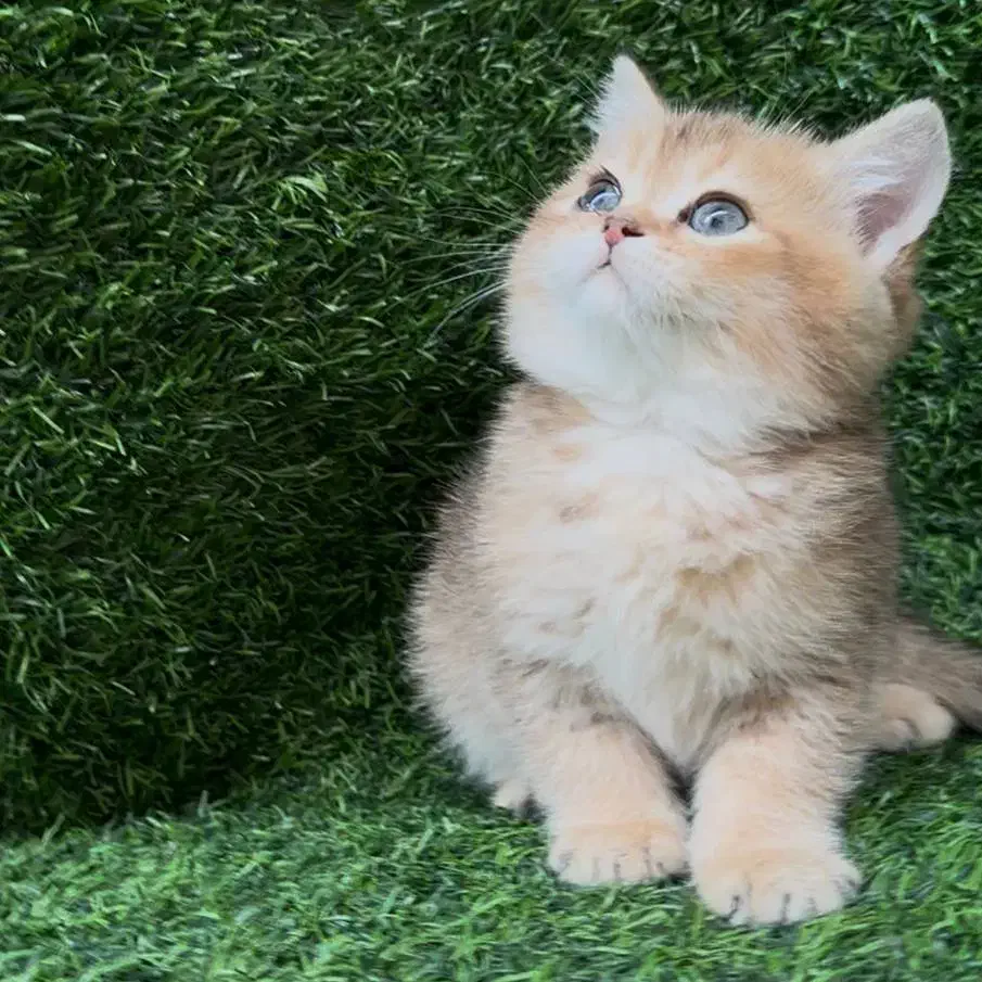 گربه بریتیش|گربه|کرج, عظیمیه|دیوار