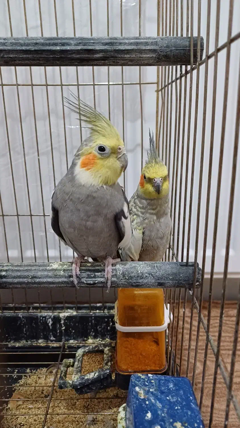 عروس هلندی|پرنده|خوی, |دیوار