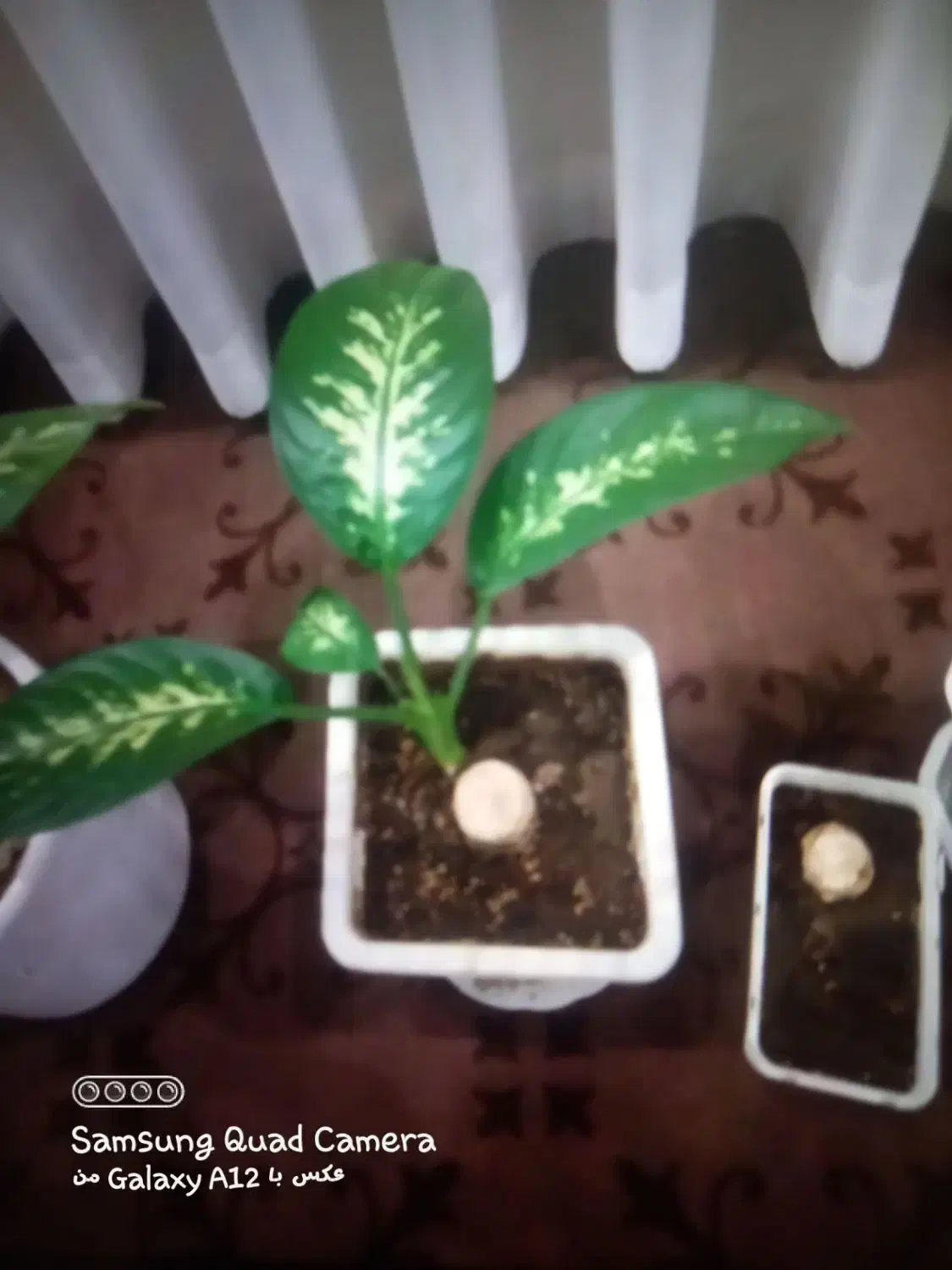 گل دیفن سرحال وشاداب|گل و گیاه طبیعی|اسدآباد, |دیوار