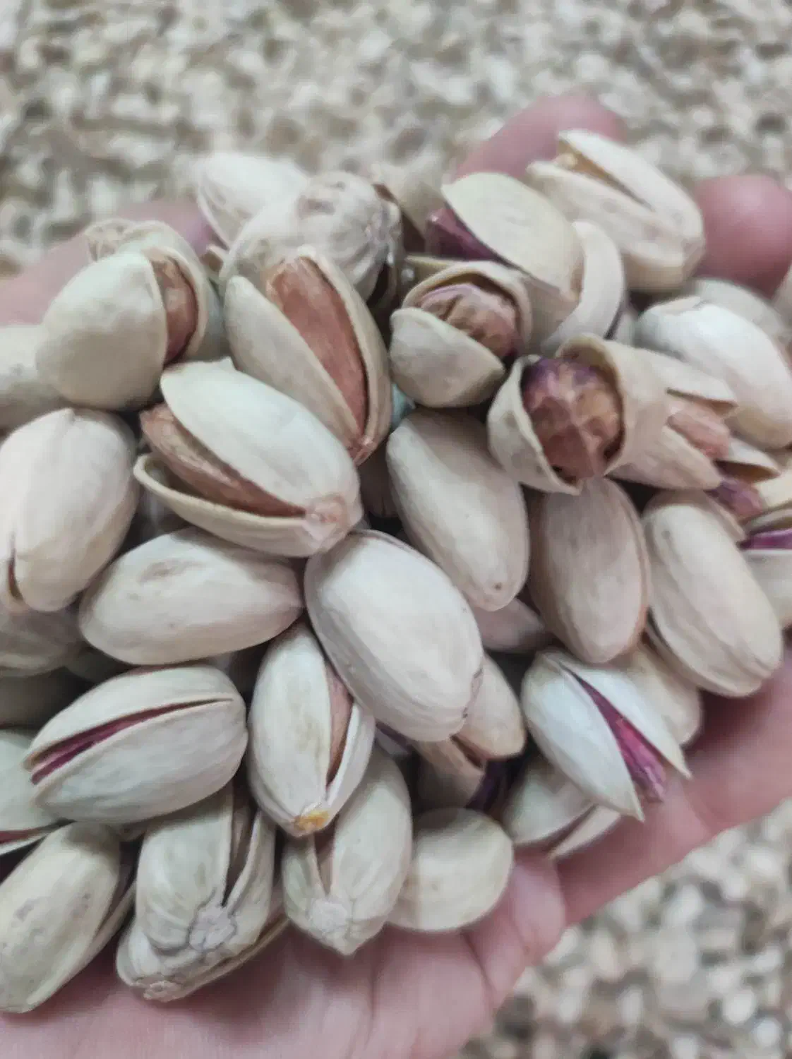 فروش پسته تازه خشک خندان|خوردنی و آشامیدنی|تهران, امیر بهادر|دیوار