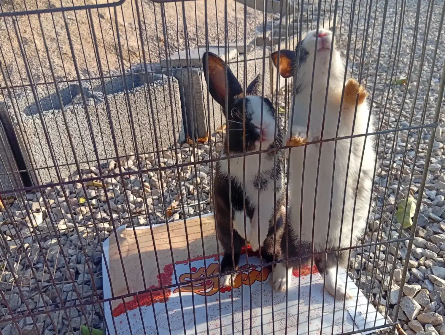 حیوانات|موش و خرگوش|دهدشت, |دیوار