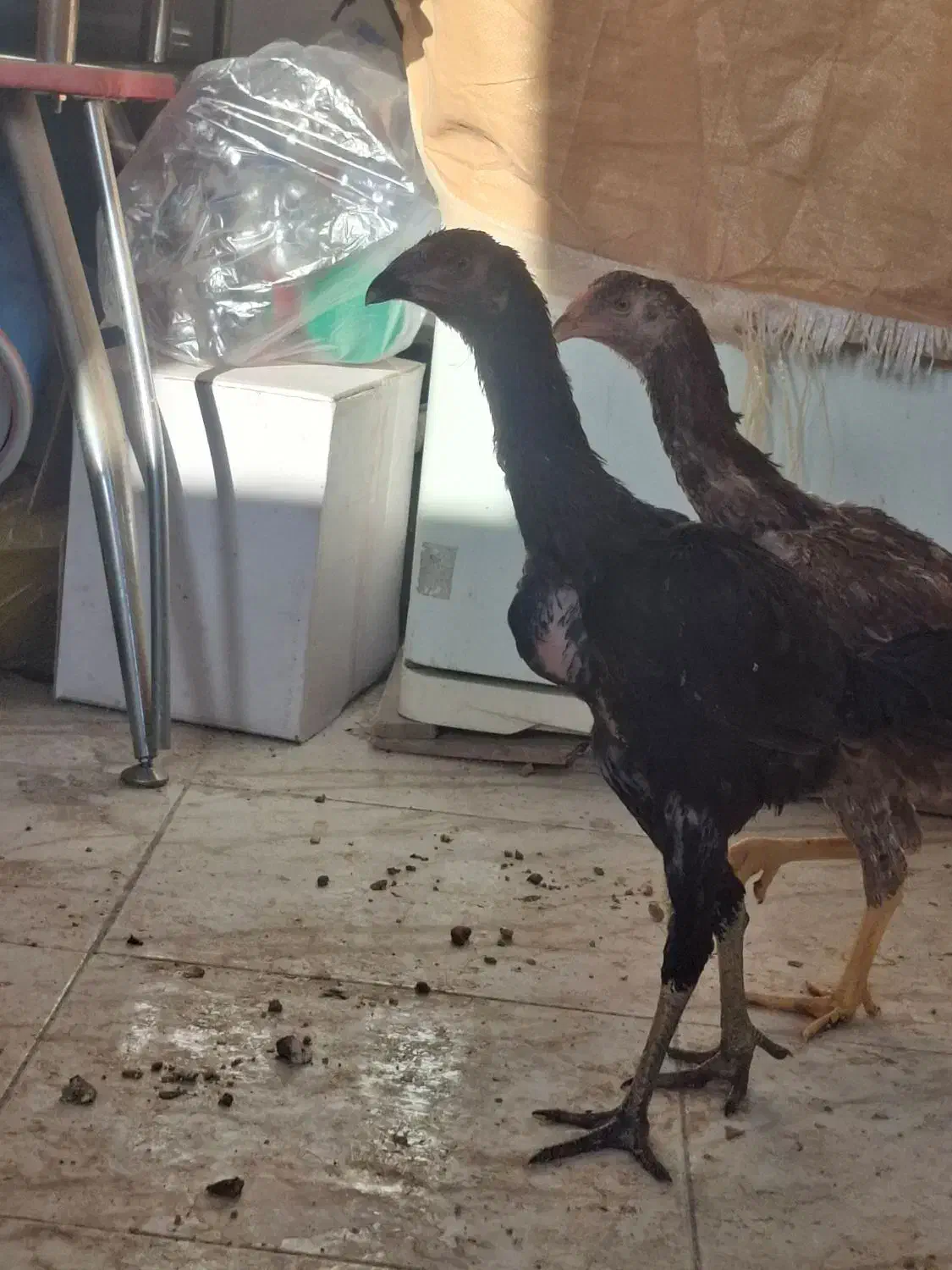 یک جفت جوجه لاری نژاد افغان دنگ بالا|حیوانات مزرعه|فولادشهر, C1|دیوار