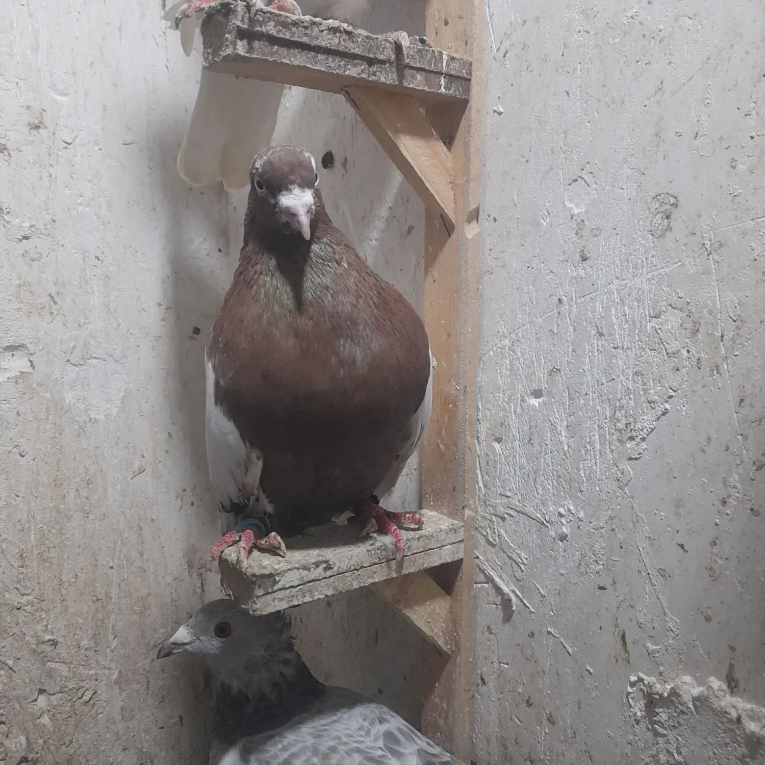 کبوتر رنگی غریب|پرنده|گرگان, |دیوار