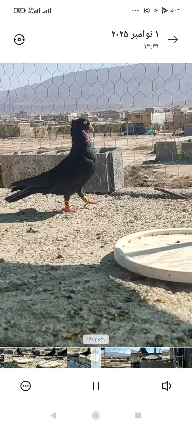 فروش کبوتر ذاغ آبادانی نر|پرنده|فیروزآباد (فارس), |دیوار