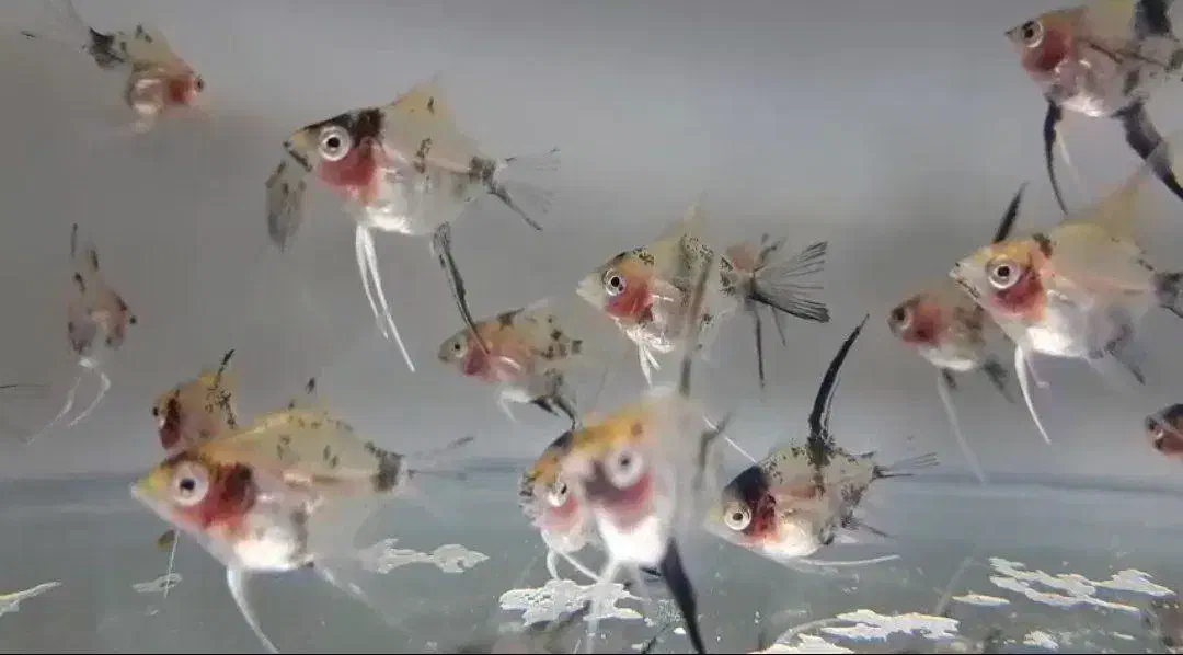 ماهی آنجل|ماهی|قم, شاه سید علی|دیوار