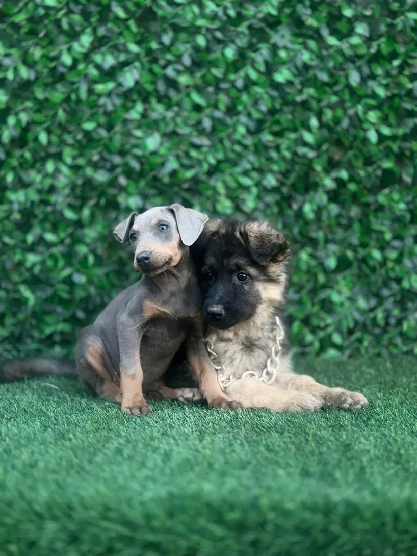 سگ ژرمن و دوبرمن|سگ|اصفهان, باغ فردوس|دیوار