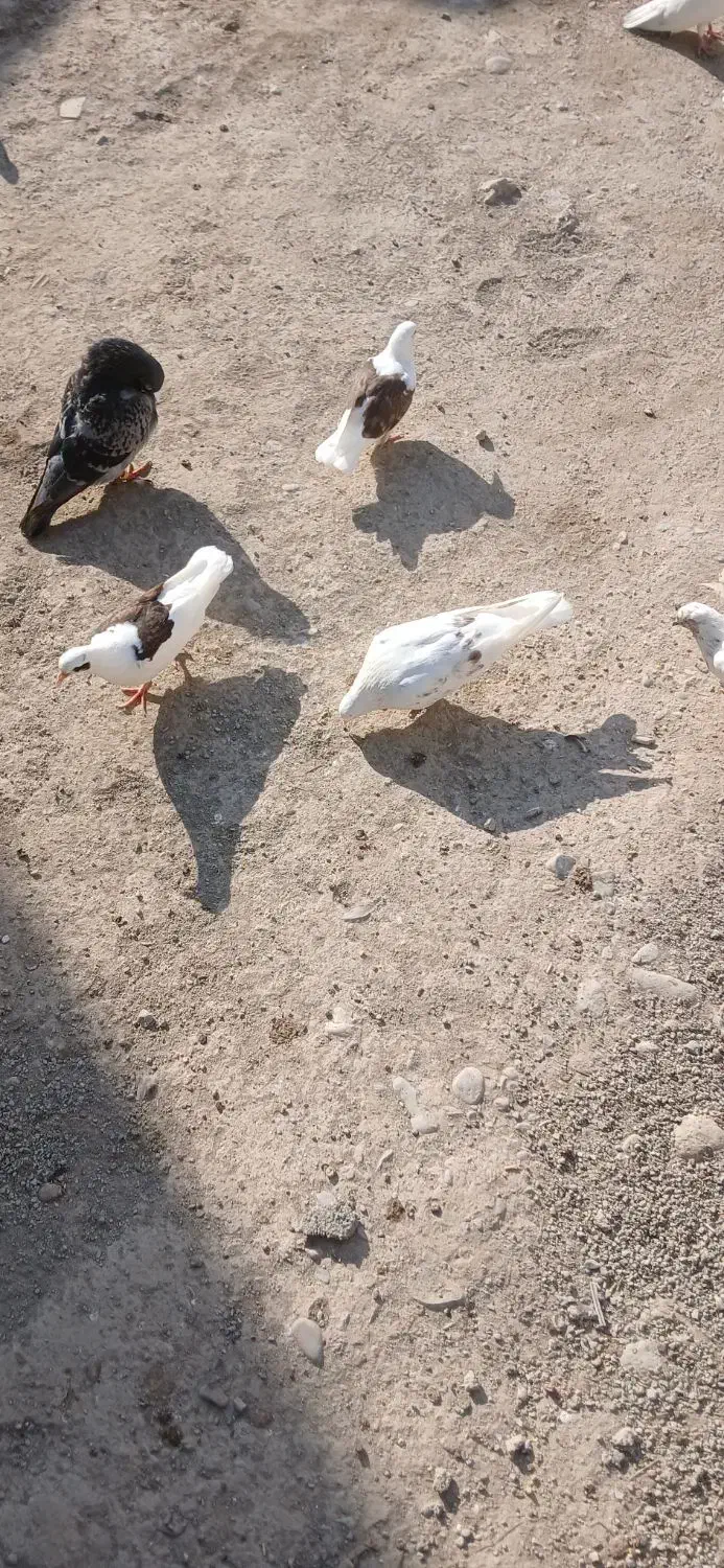 کبوتر گم شده|پرنده|محمدشهر, محمدشهر|دیوار