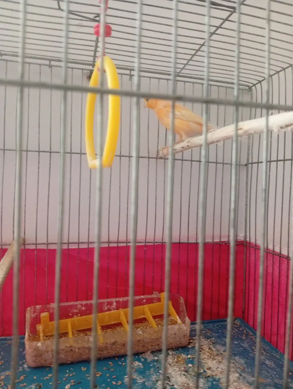 قناری|پرنده|فولادشهر, B7|دیوار