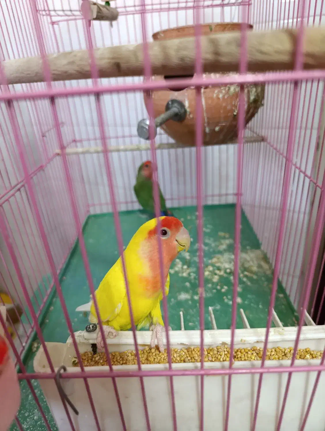 طوطی برزیلی جفت کار داده|پرنده|قزوین, |دیوار