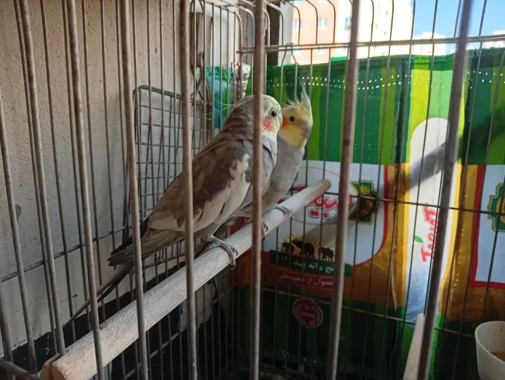 عروس هلندی|پرنده|پرند, فاز ۵|دیوار