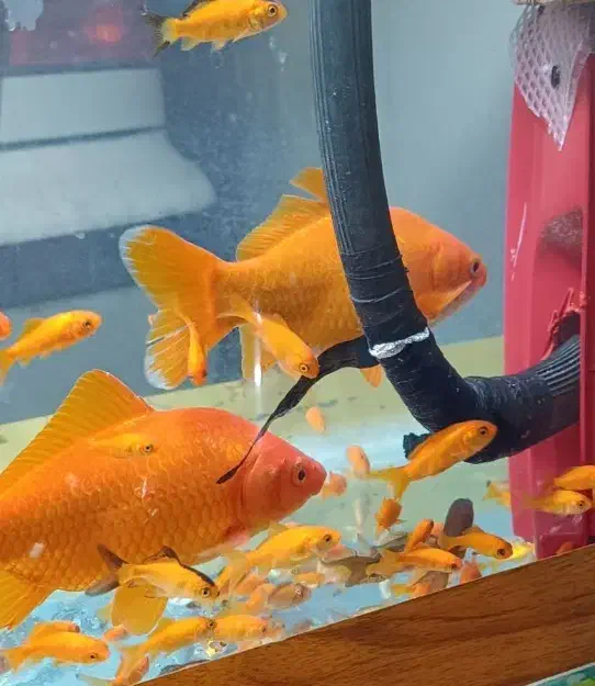 ماهی قرمز|ماهی|بیرجند, |دیوار