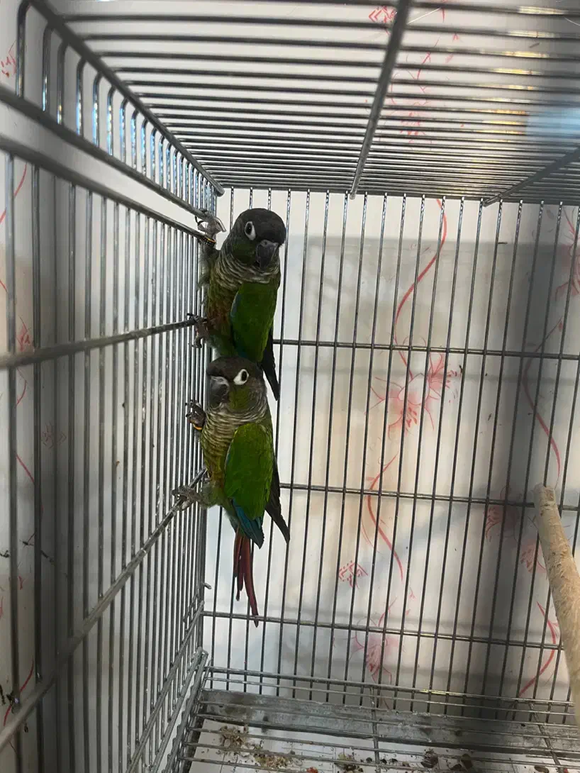 طوطی گرینچیک نرمال|پرنده|بهبهان, |دیوار