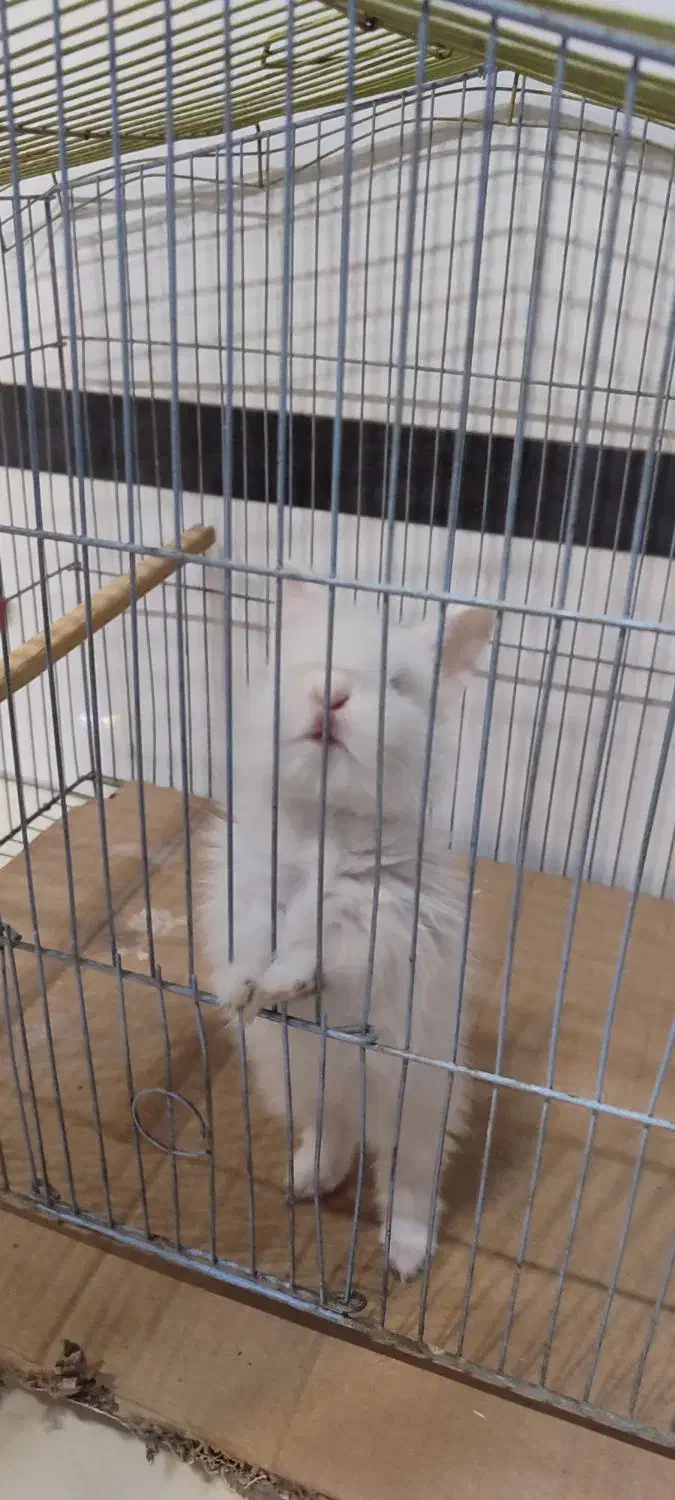 خرگوش و بندر گردی|موش و خرگوش|شیراز, میرزاکوچک خان|دیوار