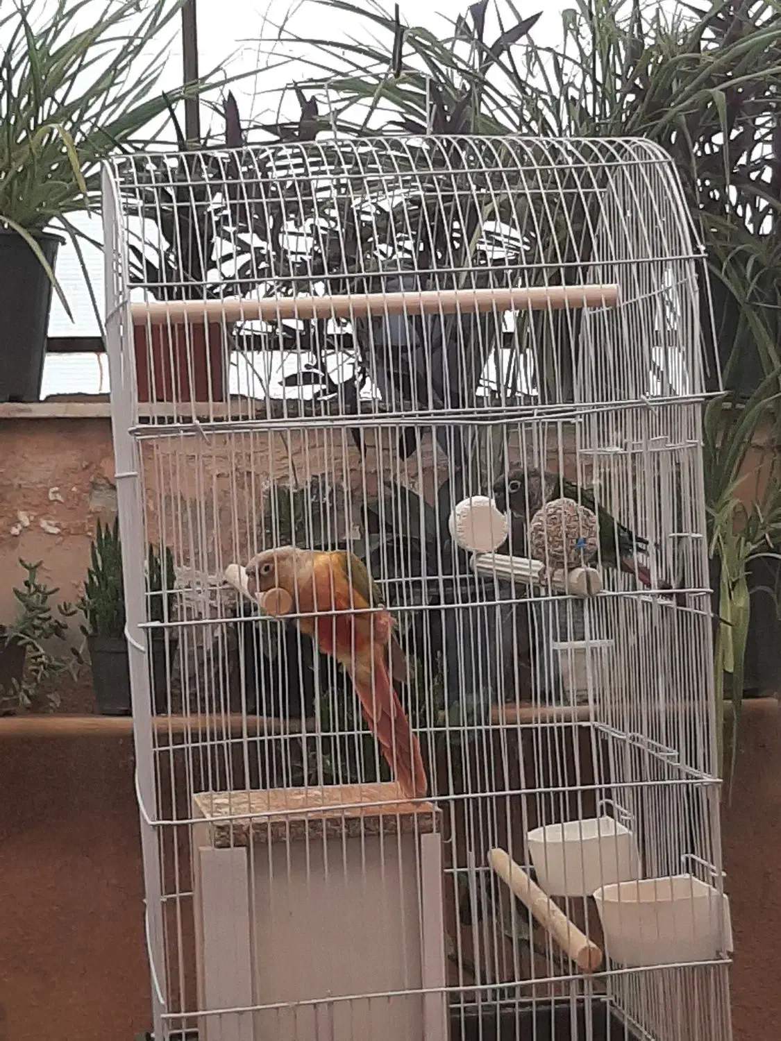 یک جفت طوطی|پرنده|گلبهار, شهر جدید گلبهار|دیوار