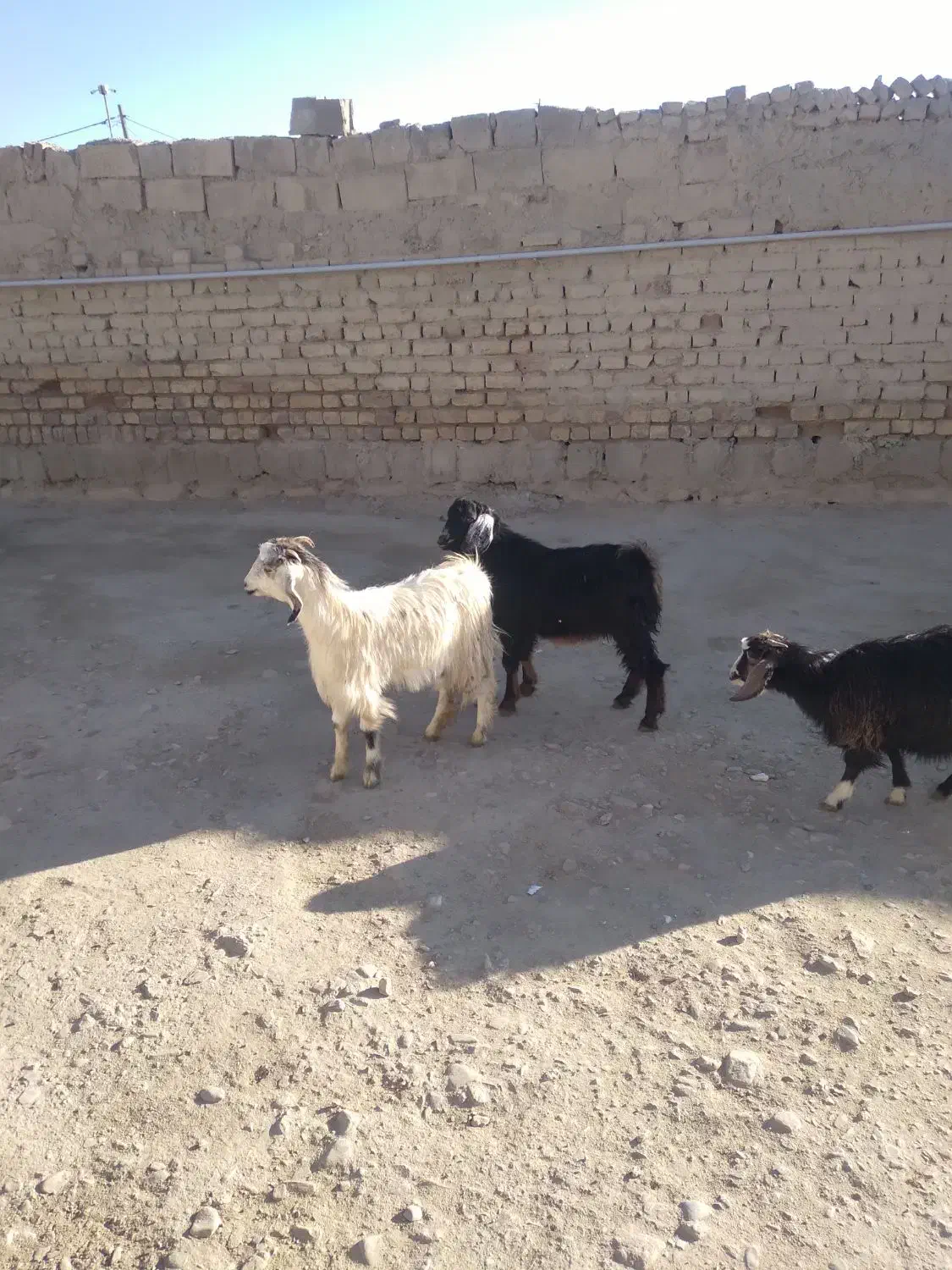 بزغاله سالم سرحال چاق|حیوانات مزرعه|اسدآباد, |دیوار