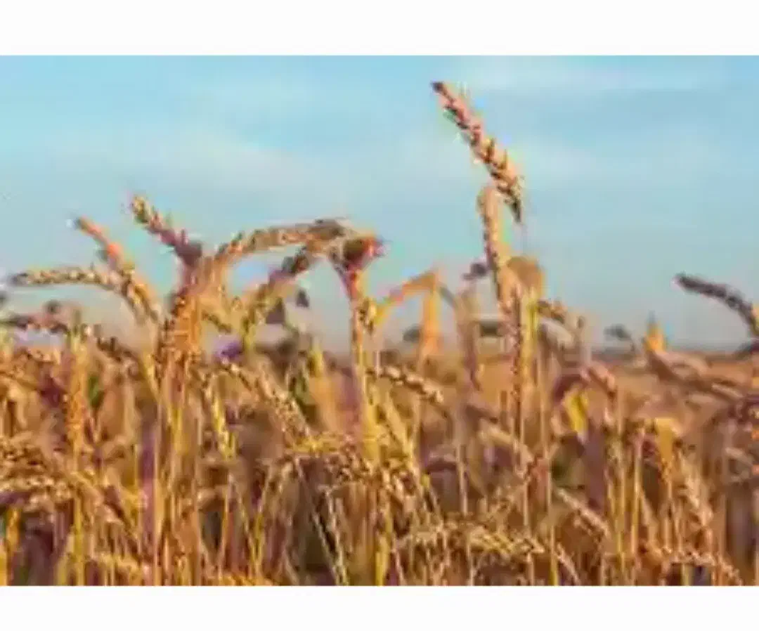 فروش بذر گندم ابی رقم سالار گواهی شده|گل و گیاه طبیعی|نقده, |دیوار