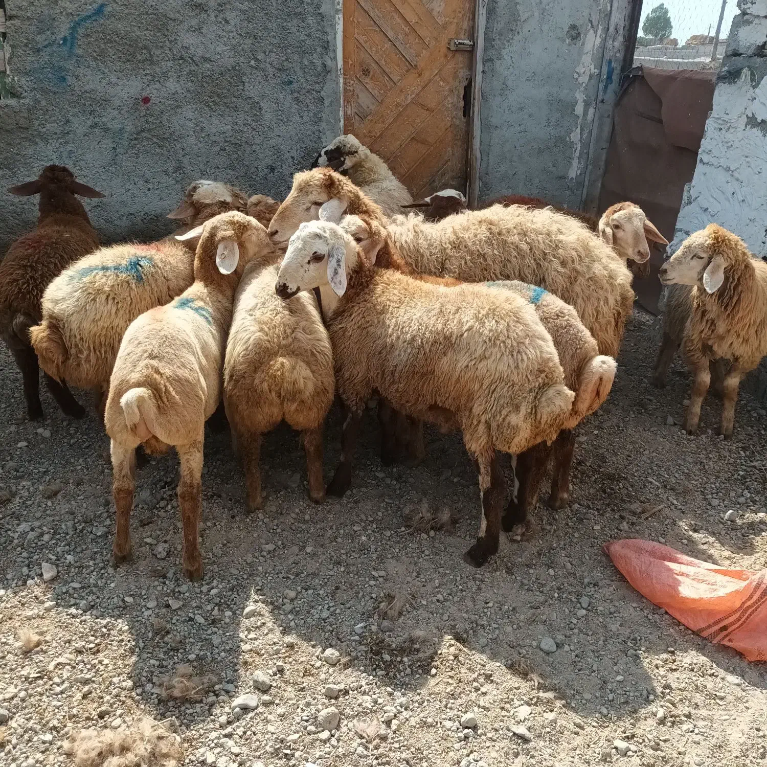 سالم و به شرط|حیوانات مزرعه|اردبیل, |دیوار