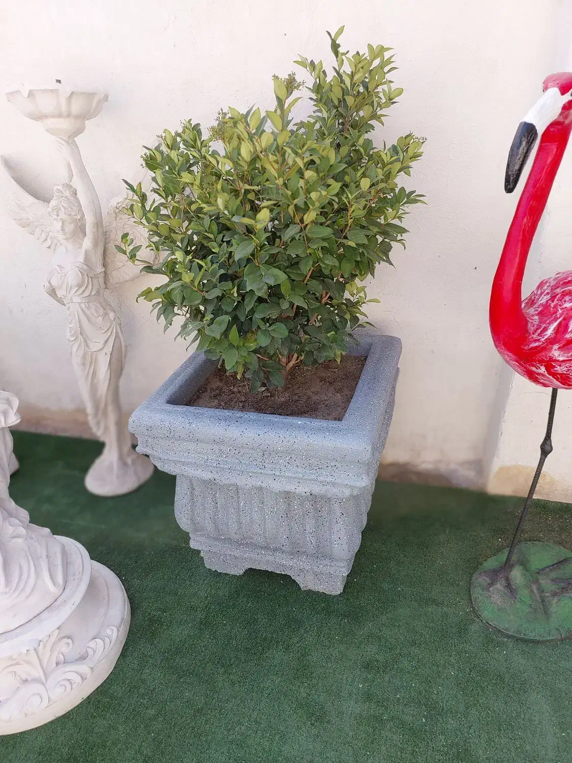 گلدان بتنی فایبرگلاس باکس|گل و گیاه طبیعی|سمنان, |دیوار