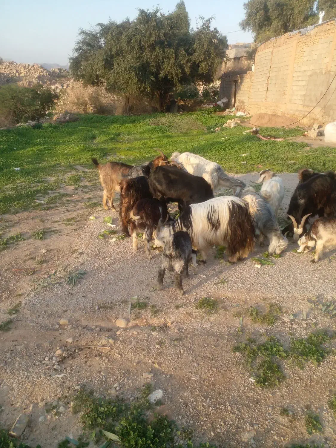 بز بیگ لری|حیوانات مزرعه|مسجد سلیمان, |دیوار