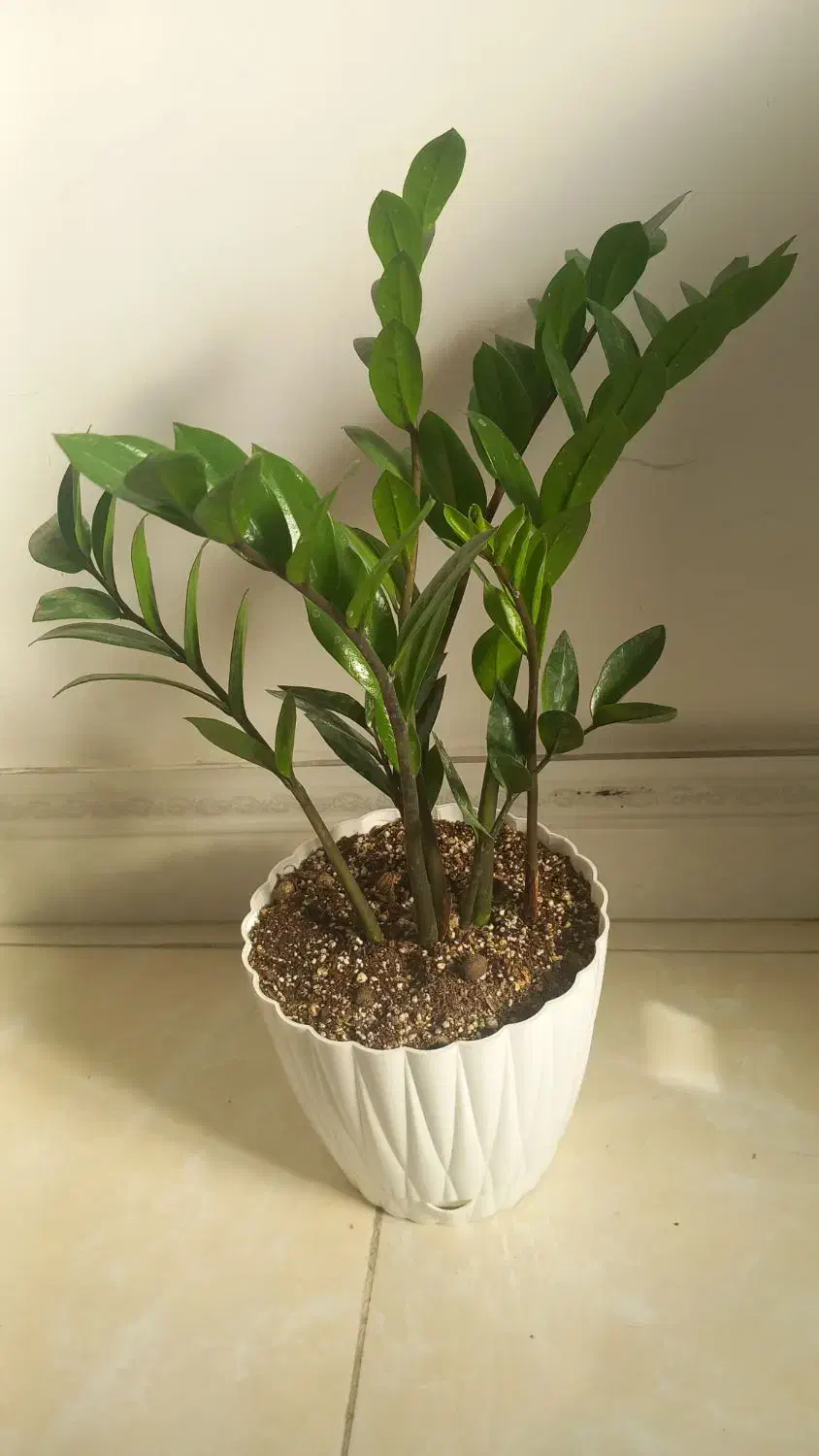 گلهای طبیعی|گل و گیاه طبیعی|سمنان, |دیوار