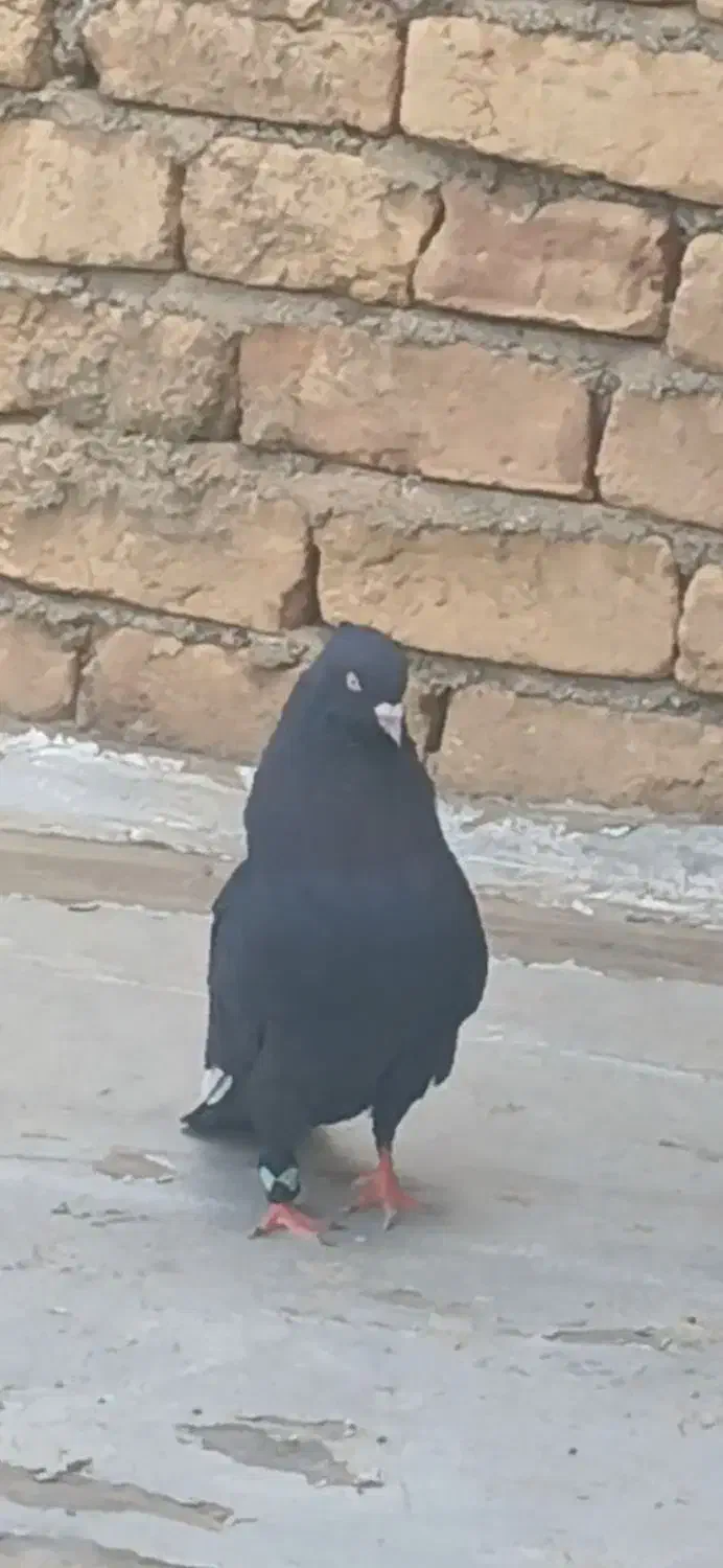 کفتر|پرنده|ازنا, |دیوار