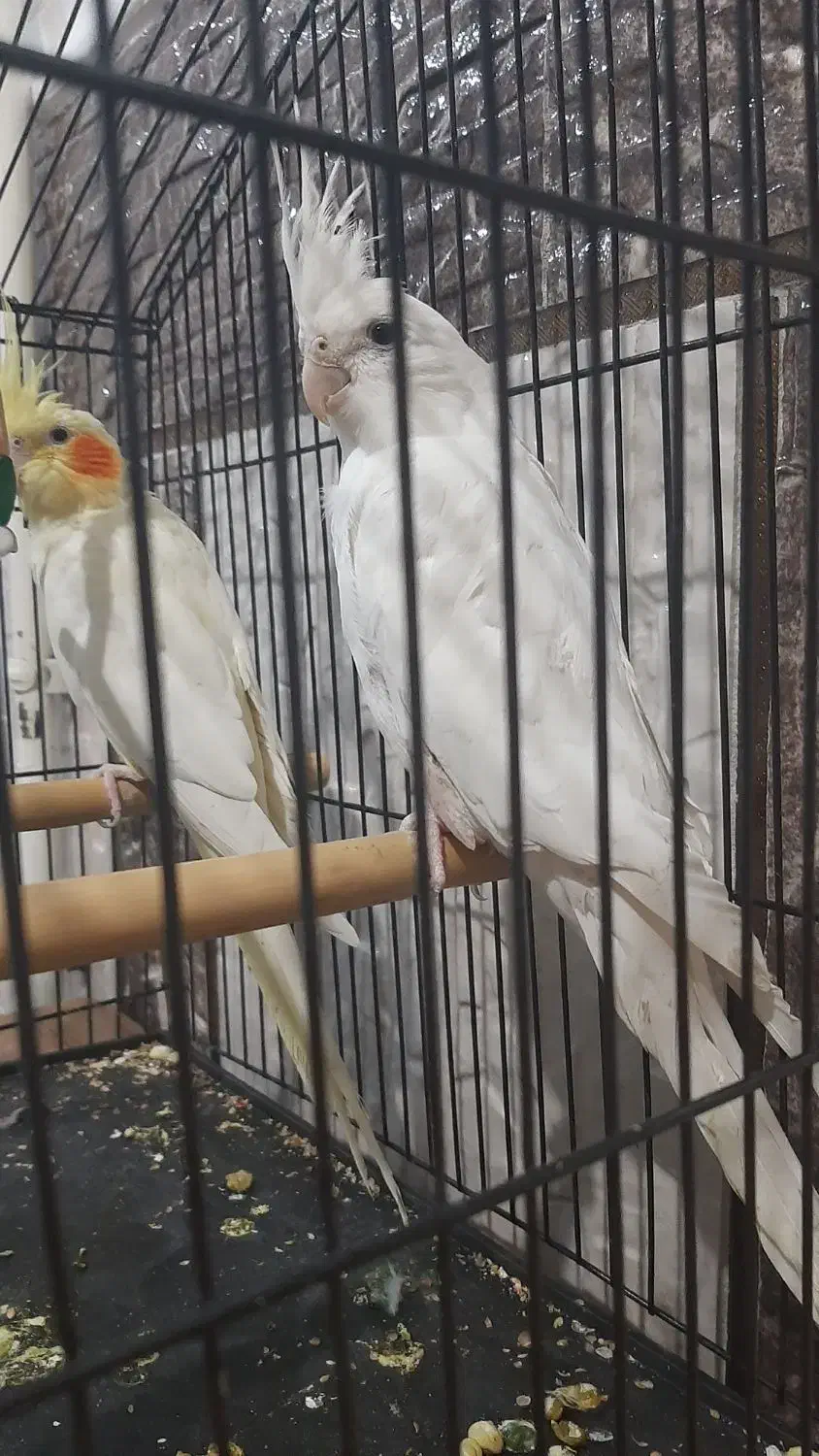 ۲۷۰۰|پرنده|زاهدان, |دیوار