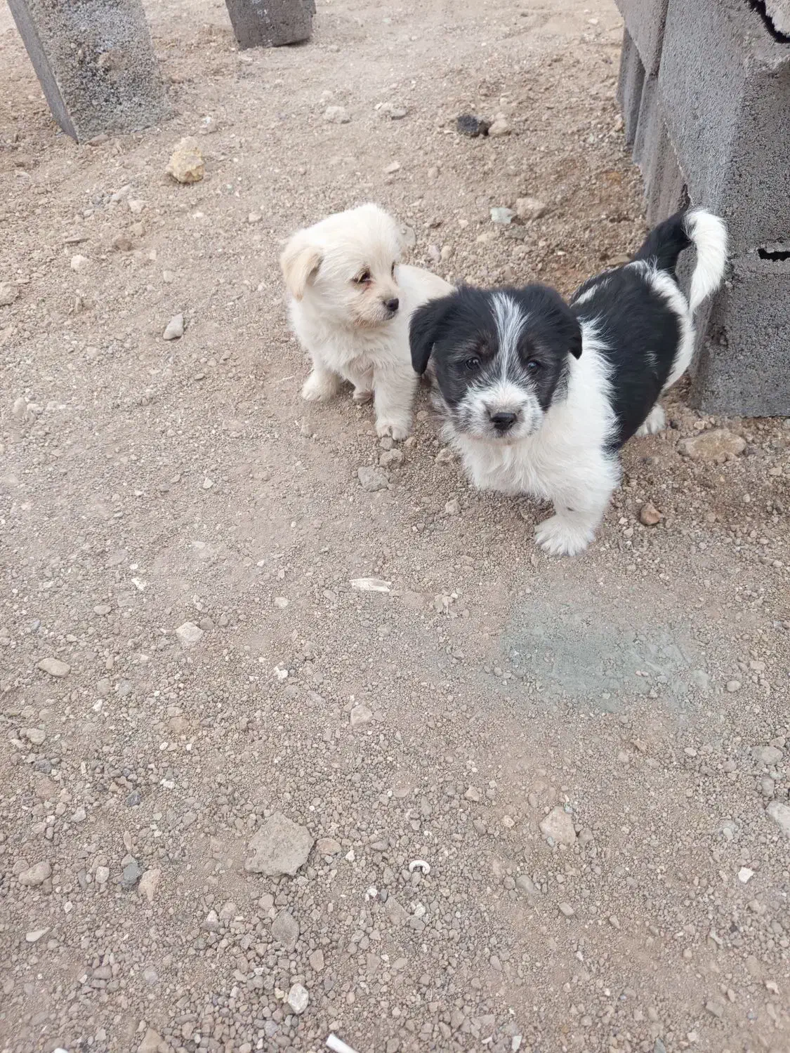 توله سگ های پا کوتاه خانگی فروشی|سگ|زنجان, |دیوار