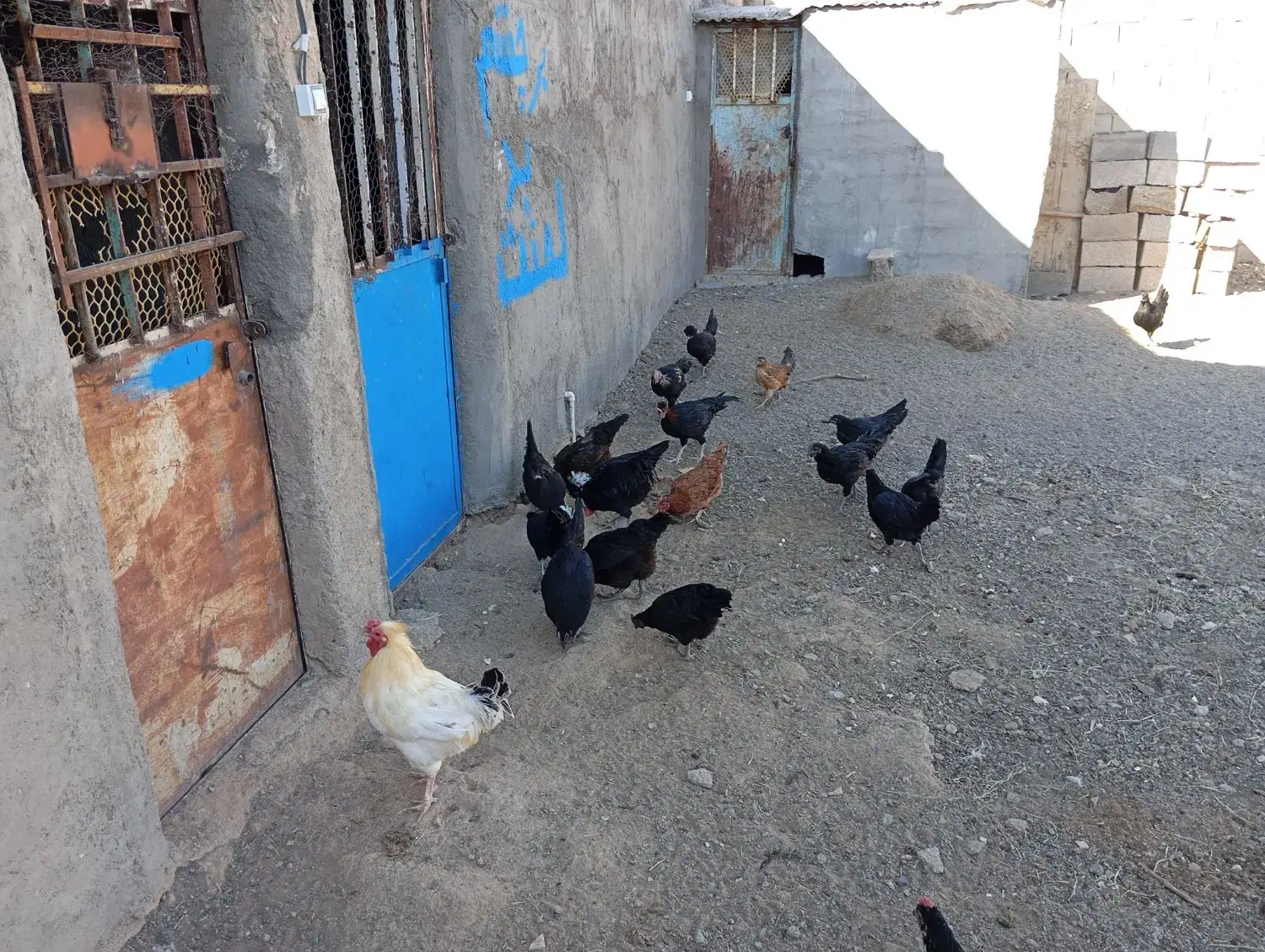 مرغ  سیاه فروشی صحیح سالم|حیوانات مزرعه|بردسکن, |دیوار