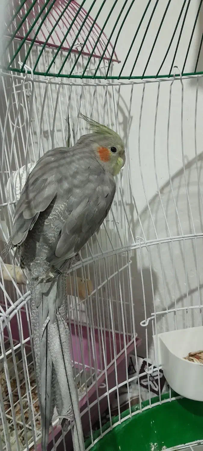 عروس هلندی|پرنده|اسالم, |دیوار