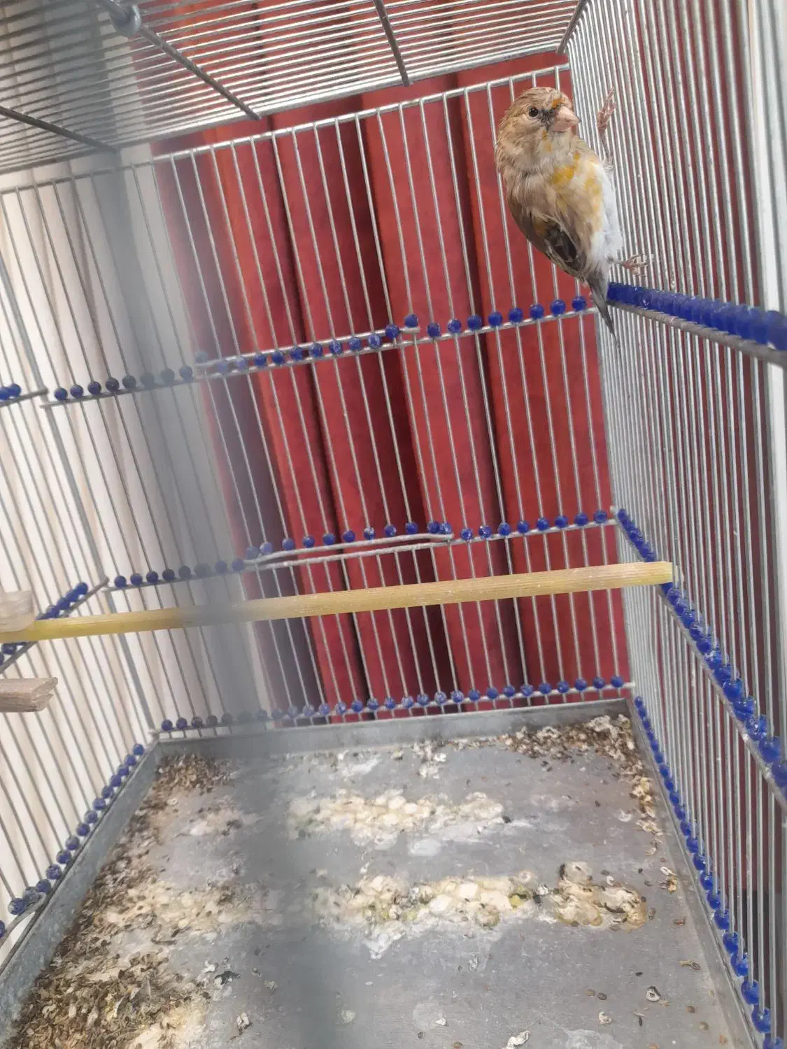 سهره قناری لر خوان دو عدد|پرنده|همدان, |دیوار