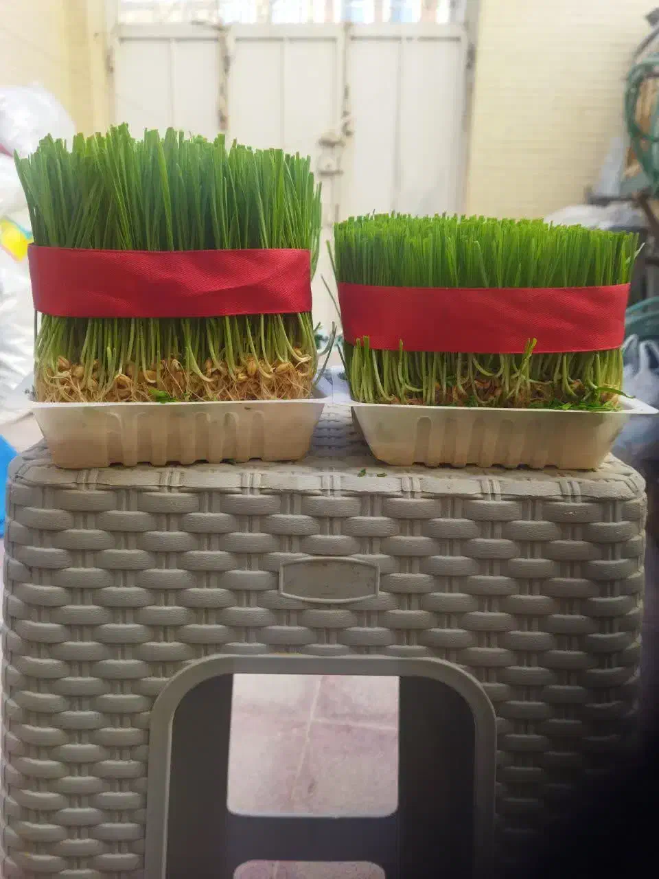 سبزه عید|گل و گیاه طبیعی|یزد, |دیوار