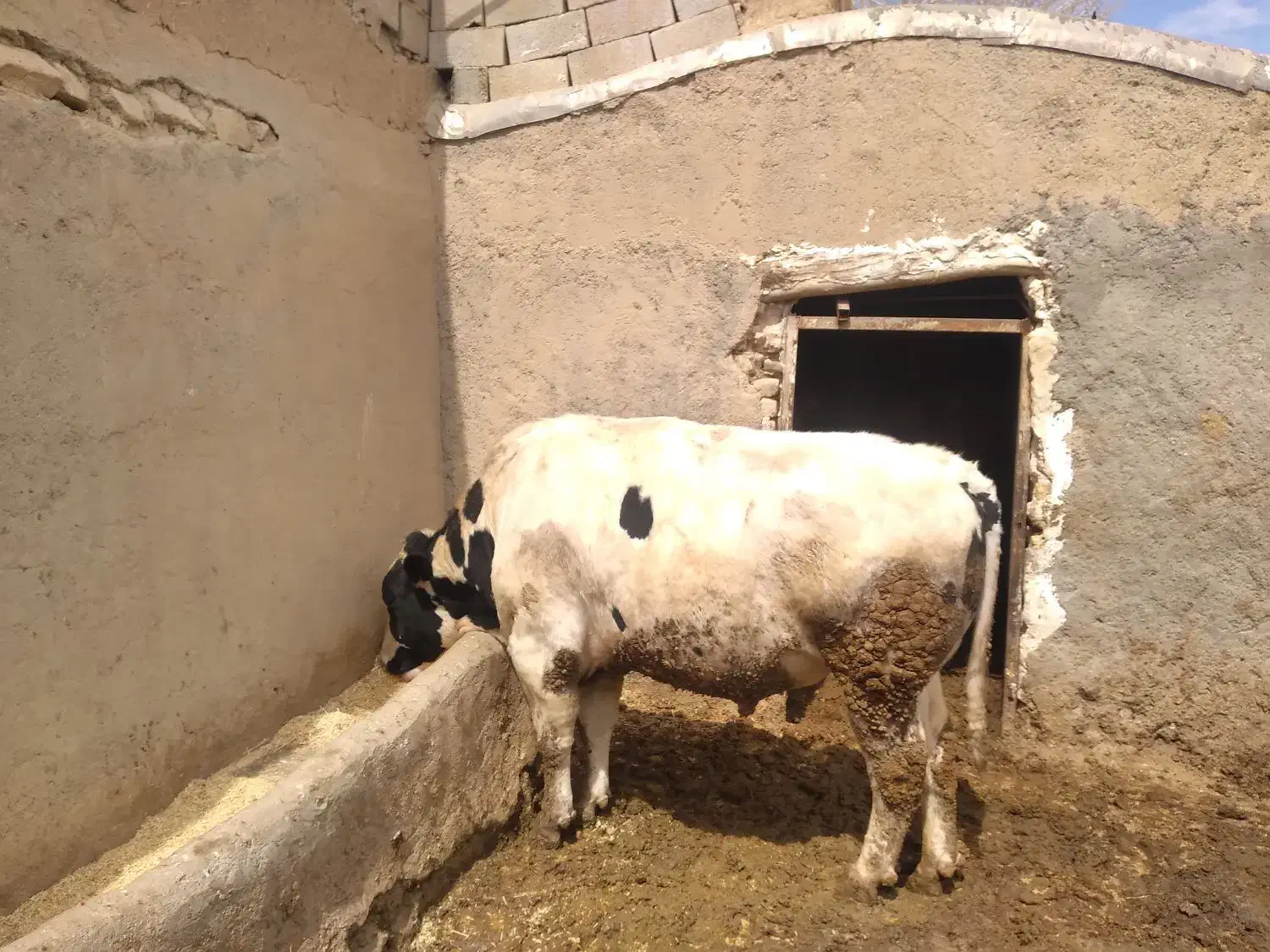 یک راس گوساله نر گوشتی چاق سرک دار|حیوانات مزرعه|رزن, |دیوار