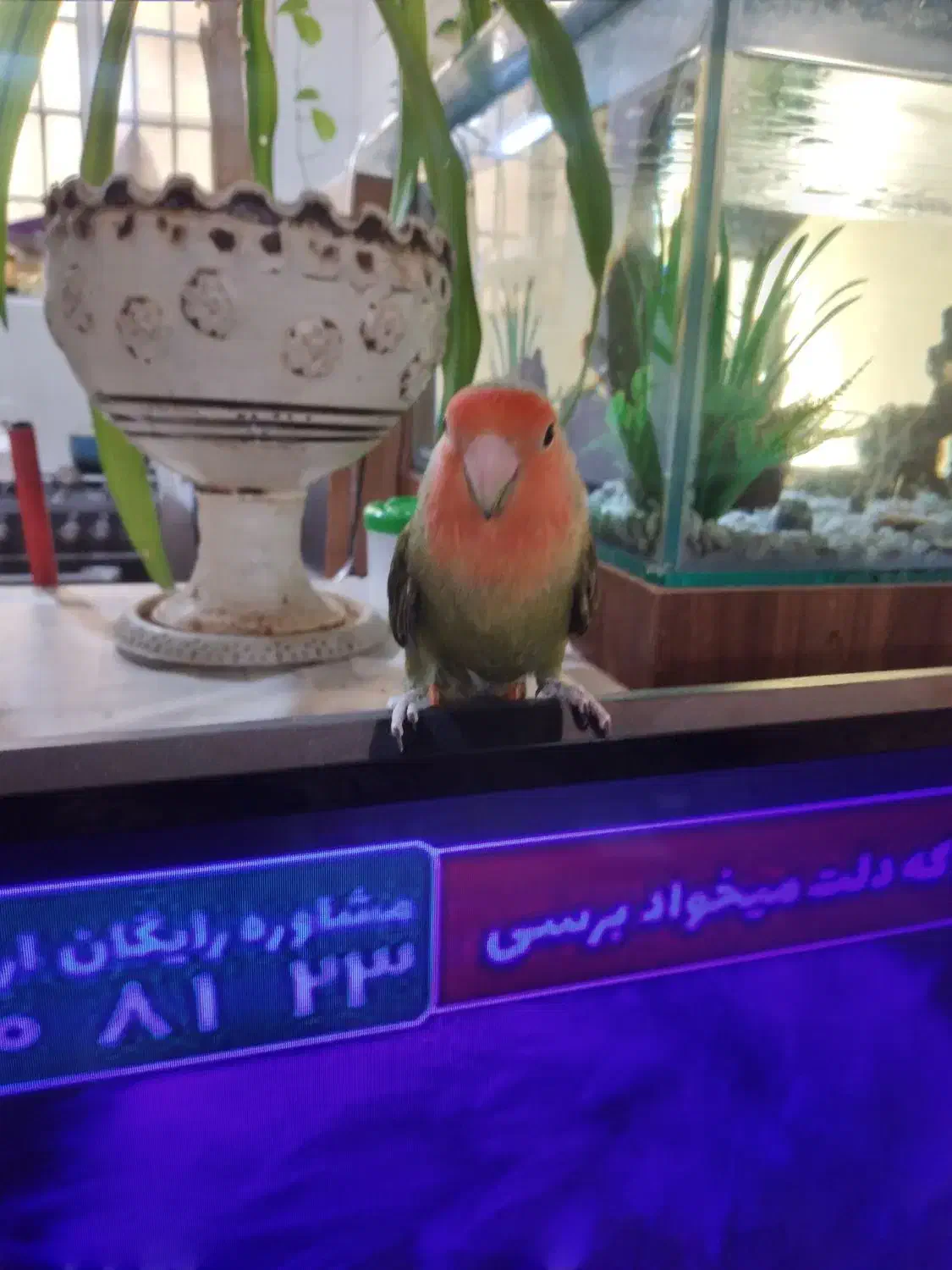 طوطی برزیلی|پرنده|شیراز, شهرک امیر کبیر|دیوار
