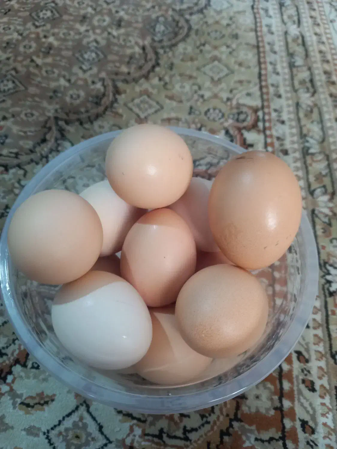 تخم مرغ محلی|خوردنی و آشامیدنی|آق قلا, |دیوار