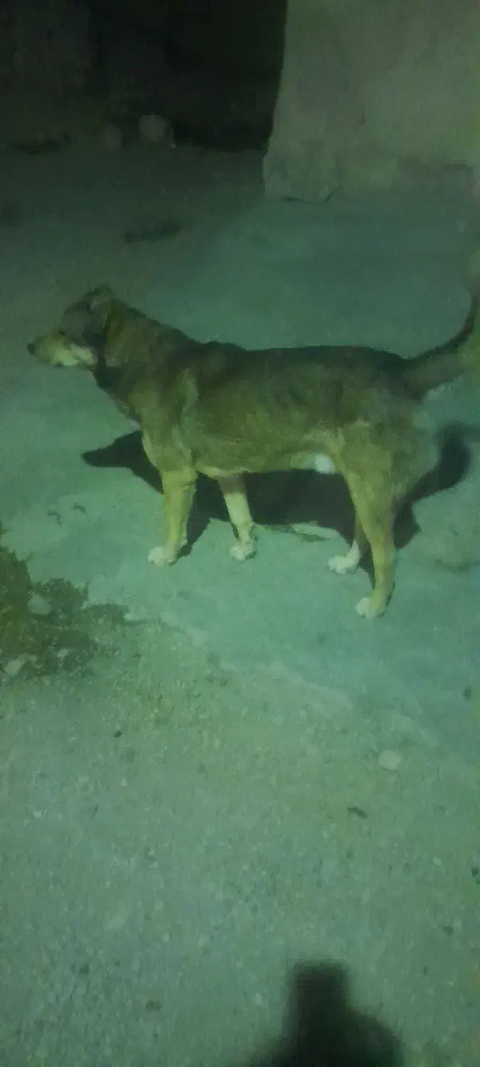 واگزاری|سگ|کلیائی, |دیوار